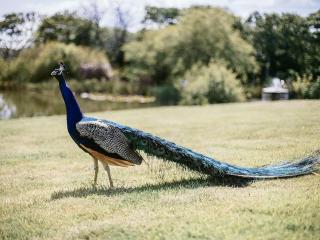 The Old Coach House at Hendra Barns - 1