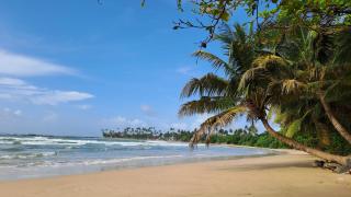 Moonlight beach - Dickwella - 0