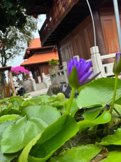 Hoa Giấy Hilltop Retreat - Xã Long Mỹ - 1