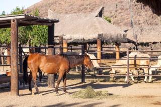 Rancho San Lorenzo - 2 Br house in authentic Ranch - Casa Bugambilias - La Paz - 3