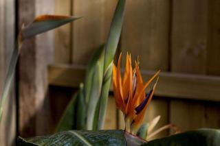 Rose Cottage - Ocean Grove - 9