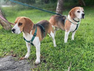 Jade Mountain Cottage 玉山小屋 - 8