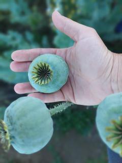 Fremdenzimmer Pehn - 3