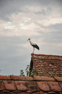 The River Nest - Cristian - 4