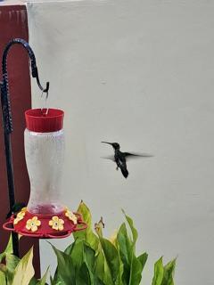 Breadfruit lodge - Scarborough - 8
