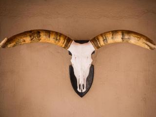 Bona Bona Game Lodge - Wolmaransstad - 6
