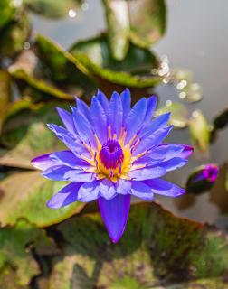 Lotus Leaf - Pali - 8
