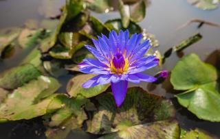 Lotus Leaf - Pali - 7