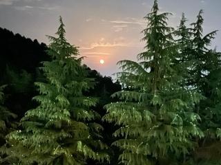 Silk route Homestay - McLeod Ganj - 5