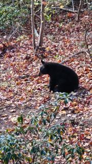 Southern Oak at Chalet Village - 5 Minutes from Gatlinburg and National Park - Gatlinburg - 6
