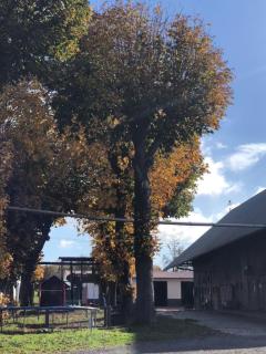 Ferienwohnung auf dem Bauernhof in Hachenburg Hof Kleeberg II - 7