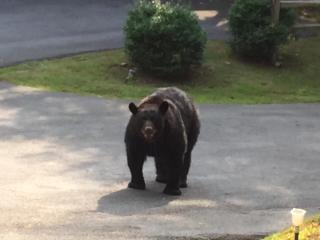 Stoney Mtn High-duh-way 420&Pets yes - 1