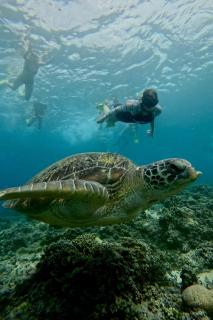 Tipsea Turtle Rooftop Hostel Gili Trawangan - Gili Trawangan - 1