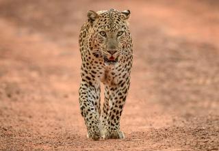 Yala Shenu Safari Inn & Budget Taxi Service - 7