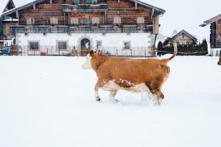 Hoferbichlgut - Saalfelden am Steinernen Meer - 2