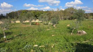 Agricampeggio Tenuta Ferrario - 6