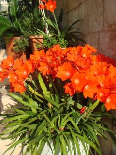 JASMINE DELUXE APARTMENT with super-king bed, large sun terrace and spectacular views - Vis - 5