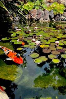 Charming Backyard Guest House with Koi Pond - 9