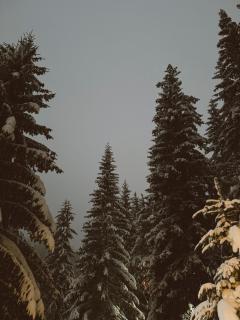 Villa "Pahulja" - Vlašić - 1