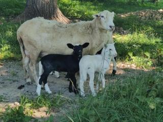 Cozy Tiny Home on the Farm On-Site Farm Animals - Hasty - 7