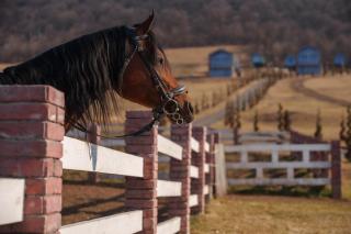 Shakaryan Rancho&Restaurant - 9