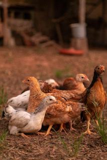 Camping Mairiporã - 5