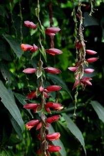 Nadackal Nature County - 4