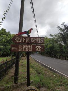 House in the palm forest - 6