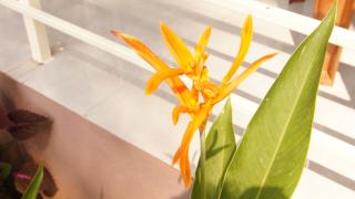 Aura by the Sea - A unit of Vivasa Leisure - Gokarn - 2