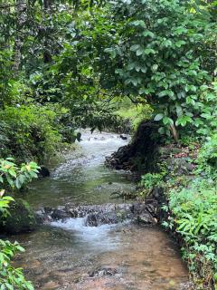 Bachelor's Tharavaadu - Athirappilly - 1