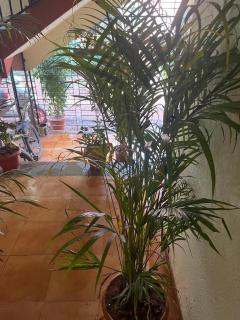 Tony Home Stay - Calangute - 1