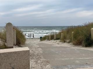 Muschel am Strand - Breege - 3