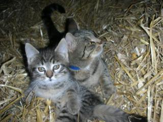 Reiterhof Suassbauer - 1