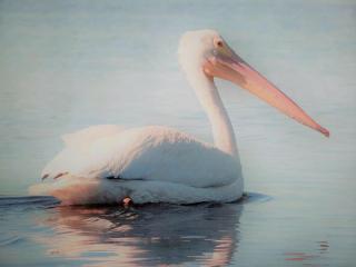 White Pelican A-1 Sunset views - 7