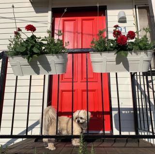 Family and pet friendly home in Brisbane - Brisbane - 0