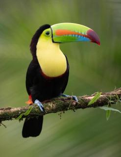 Monteverde Magic Mountain - 3