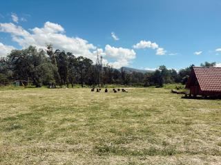 Camping Ali bosque - 6