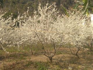 Triệu Chương Homestay - Cao Bằng - 8