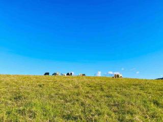 Kiama Ocean View Cottage lifestyle - 4