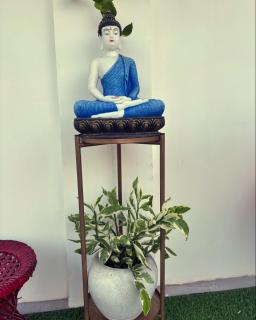 California Nest - Tezpur - 2