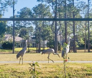 Amazing Vacation Home With Private Pool At Highland Reserve! - 2