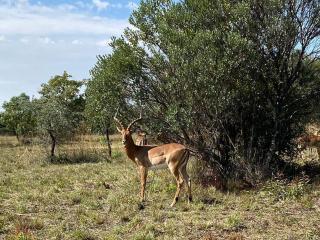 Zebula Golf and Wildlife Estate - Nagapie 12 Pax- Moi Signature Luxury villa - Mabula - 4