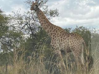 Mabalingwe -Nyala Pax 17 - 4