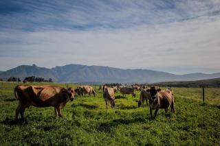 Mopama Manor - Swellendam - 0