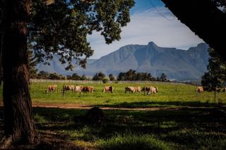 Mopama Manor - Swellendam - 7