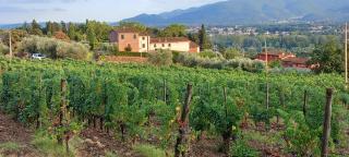 Il Pasco - Lucca - 1