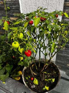 Flat mundo SL,2 quartos - 8