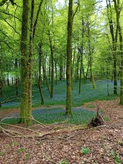 Luxurious Meath Retreat with 5 Bedrooms - Millbrook - 4