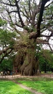 Campement les Antilles - 1