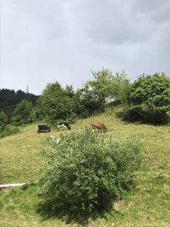 Apartmant Mary - Mühlebach - 6